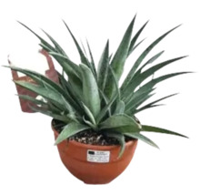 Agave în ghiveci pentru interior