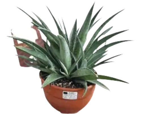 Agave în ghiveci pentru interior