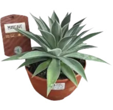 Agave Mancave în ghiveci