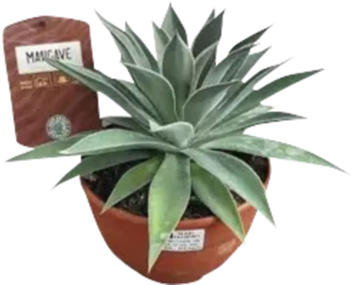 Agave Mancave în ghiveci