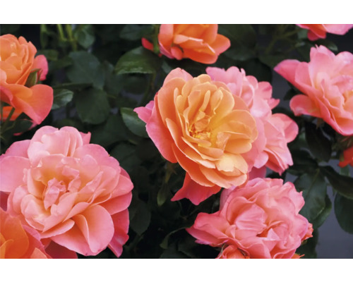 Prim-plan cu flori de trandafir caise