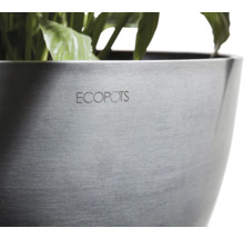 Ghiveci Ecopots cu plante