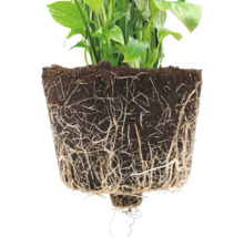 Ghiveci Ecopots Amsterdam plastic Ø 47 cm H 91 cm gri