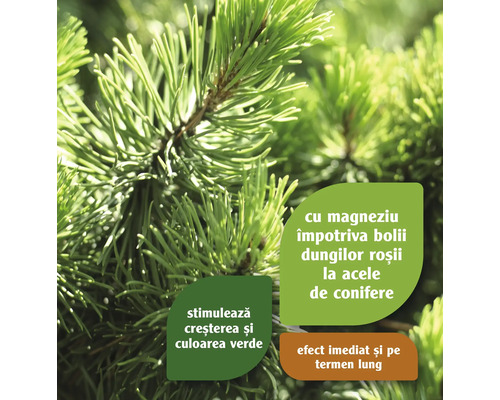 Ramură de conifer cu informații despre creștere și îngrijire