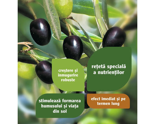 Ramură de măslin cu măsline și informații despre produs.