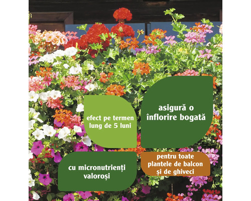 Jardinieră cu flori multicolore