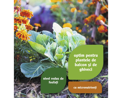 Grădină cu legume și flori în stratul de flori