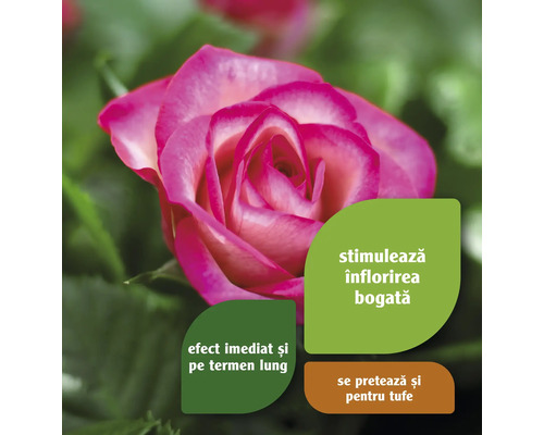 Trandafir pentru stimularea înfloririi și pentru efect imediat și pe termen lung.