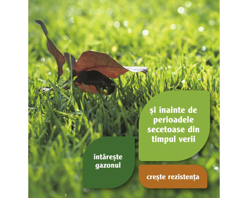 Prim-plan cu gazon cu o frunză și informații textuale despre îngrijirea gazonului