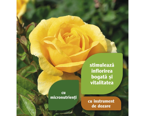 Trandafir galben cu informații despre micronutrienți și instrument de dozare