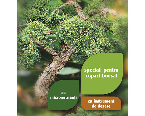 Plantă bonsai cu referire la îngrășământ special cu micronutrienți și instrument de dozare