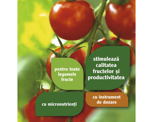 Plantă de tomate cu informații despre calitatea legumelor și fructelor