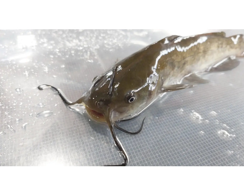 Un singur somn este întins pe o suprafață.