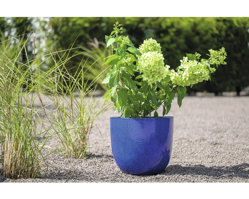 Hortensie într-un vas albastru de plantare în grădină