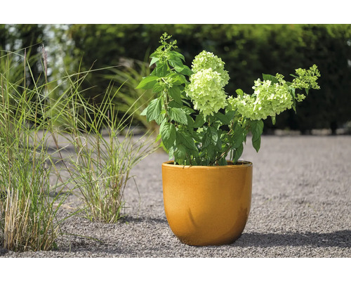 Hortensie în ghiveci pe un drum de pietriș