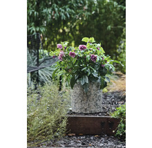 Spânz în ghiveci pe o scară de grădină