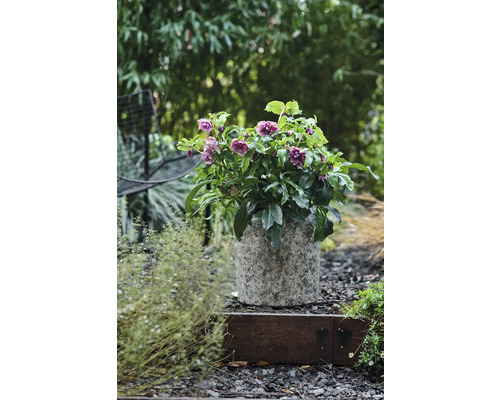 Spânz în ghiveci pe o scară de grădină