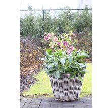 Ghiveci cu spânz în grădină