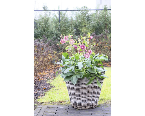 Ghiveci cu spânz în grădină