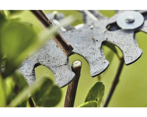 Prim-plan cu foarfece de ramuri tăind o creangă.