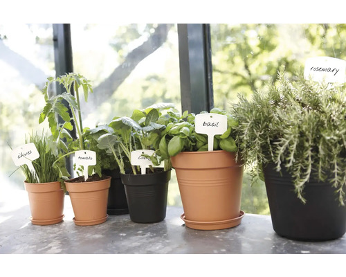 Diverse plante aromatice în ghivece cu etichete