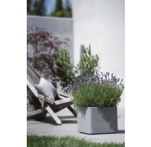Jardinieră pătrată din piatră cu lavandă afară