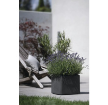 Jardinieră pătrată cu lavandă afară cu scaun de grădină
