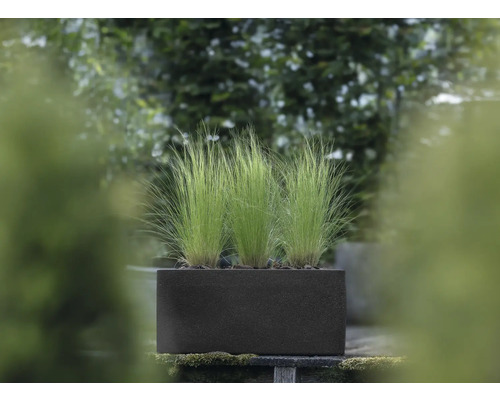 Ierburi decorative în jardiniere dreptunghiulare pentru exterior