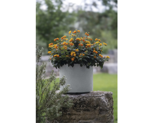 Ghiveci flori Geli Rondo plastic 47x47x36 cm gri deschis | HORNBACH