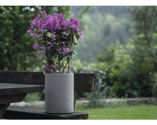 Ghiveci de beton cu bougainvillea pe masă de lemn în grădină