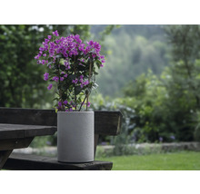 Plantă Bougainvillea într-un ghiveci gri pe o bancă de lemn în grădină.