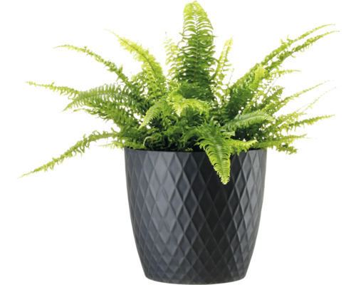 Ferigă de interior într-un ghiveci cu model de romburi