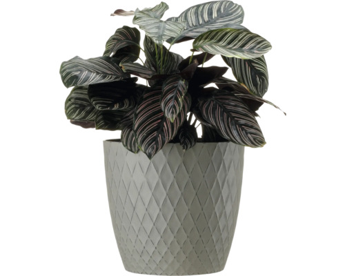 Planta de rugăciune în ghiveci