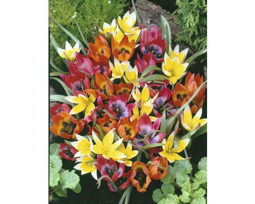 Prim-plan cu flori de lalele multicolore