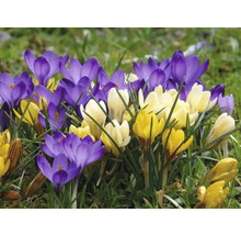 Crocus înfloritori în galben și violet în grădină.