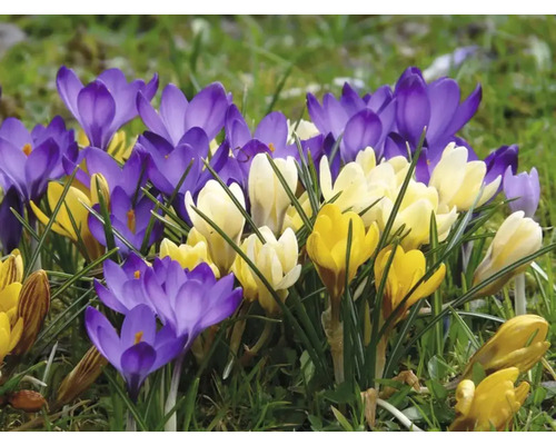 Crocus înfloritori în galben și violet în grădină.