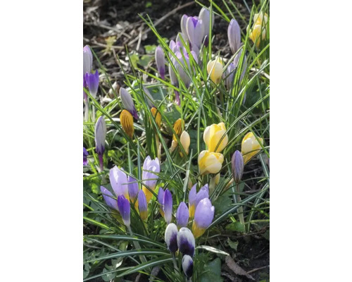 Crocus galbeni și liliachii în iarbă