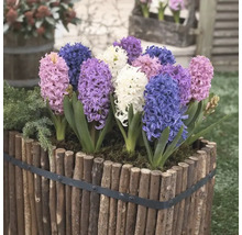 Zambile într-o jardinieră din lemn