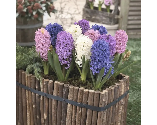 Zambile într-o jardinieră din lemn