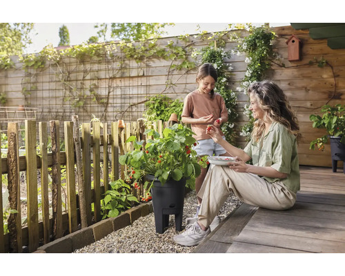 Mamă și fiică culeg căpșuni dintr-un ghiveci de flori din grădină.