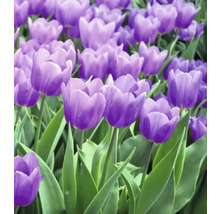 Prim-plan cu lalele violet în grădină.