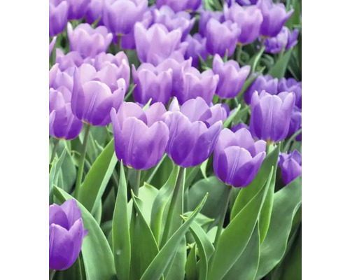 Prim-plan cu lalele violet în grădină.