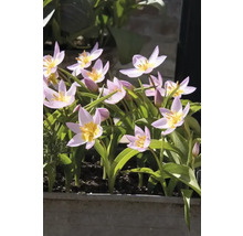Lalele înflorite într-o jardinieră