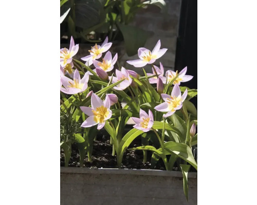 Lalele înflorite într-o jardinieră