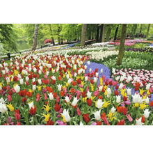 Vedere a unui câmp cu lalele colorate într-un parc.