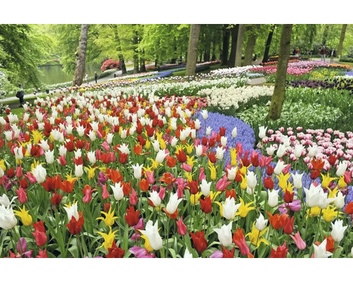 Vedere a unui câmp cu lalele colorate într-un parc.