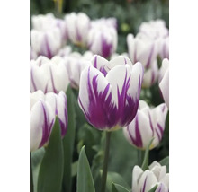 Prim-plan cu lalele albe cu model violet
