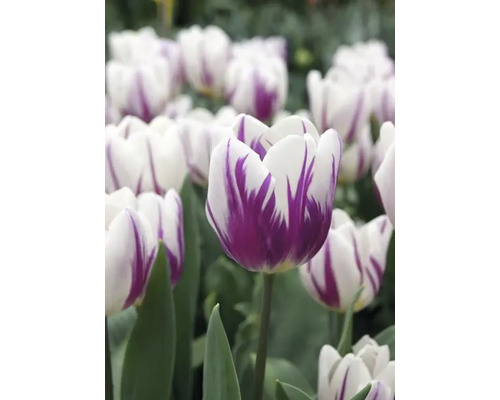 Prim-plan cu lalele albe cu model violet