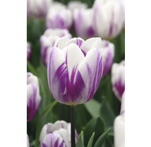 Prim-plan cu un lalea alb-violet