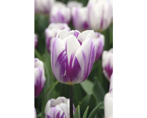 Prim-plan cu un lalea alb-violet
